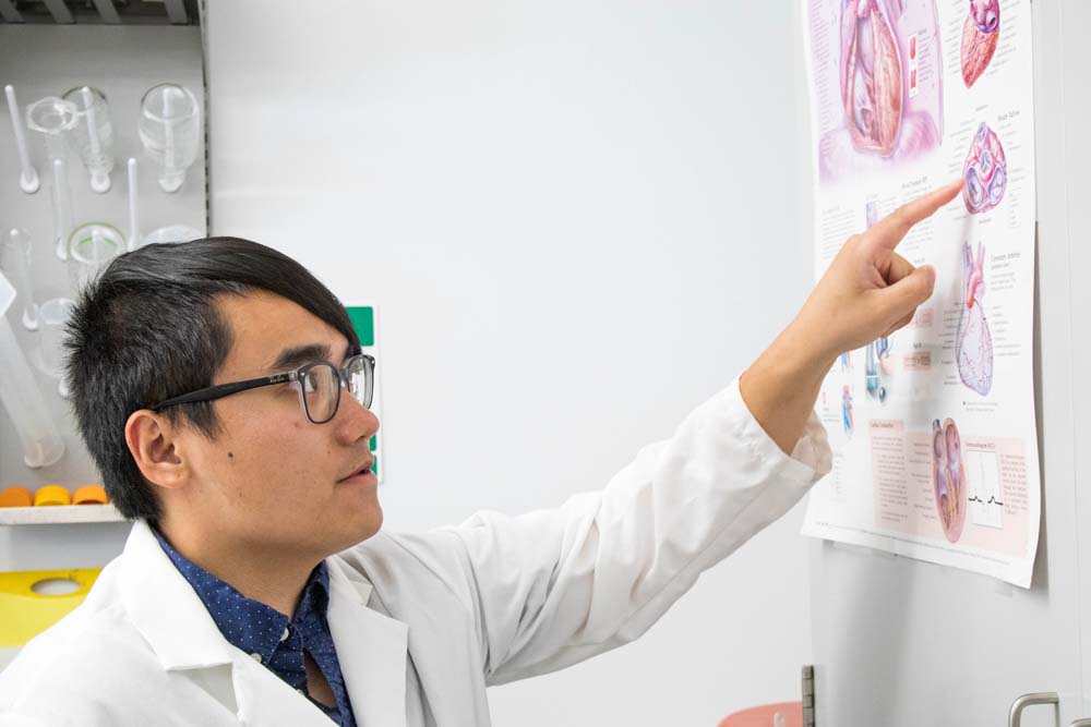 BME professor points to diagram of anatomy in classroom