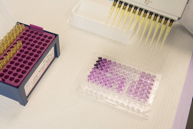 Overhead view of many test tubes in trays