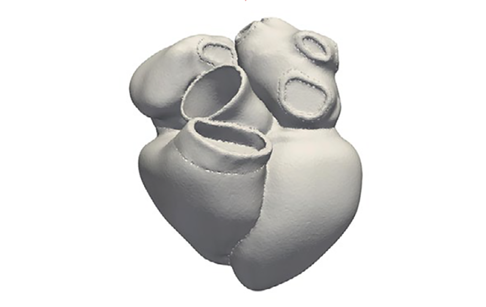 Graphic model of heart 