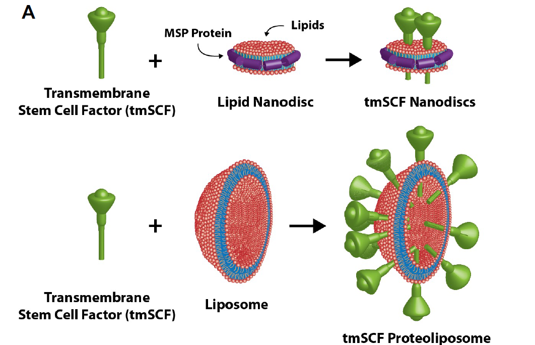 stem cell factor illustration