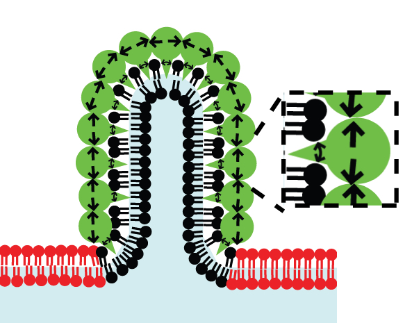 Graphic showing membrane research