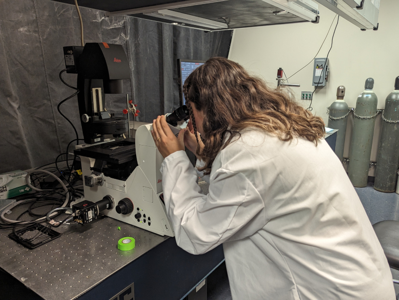 A UT Austin Biomedical Engineering student looks into a microscoope