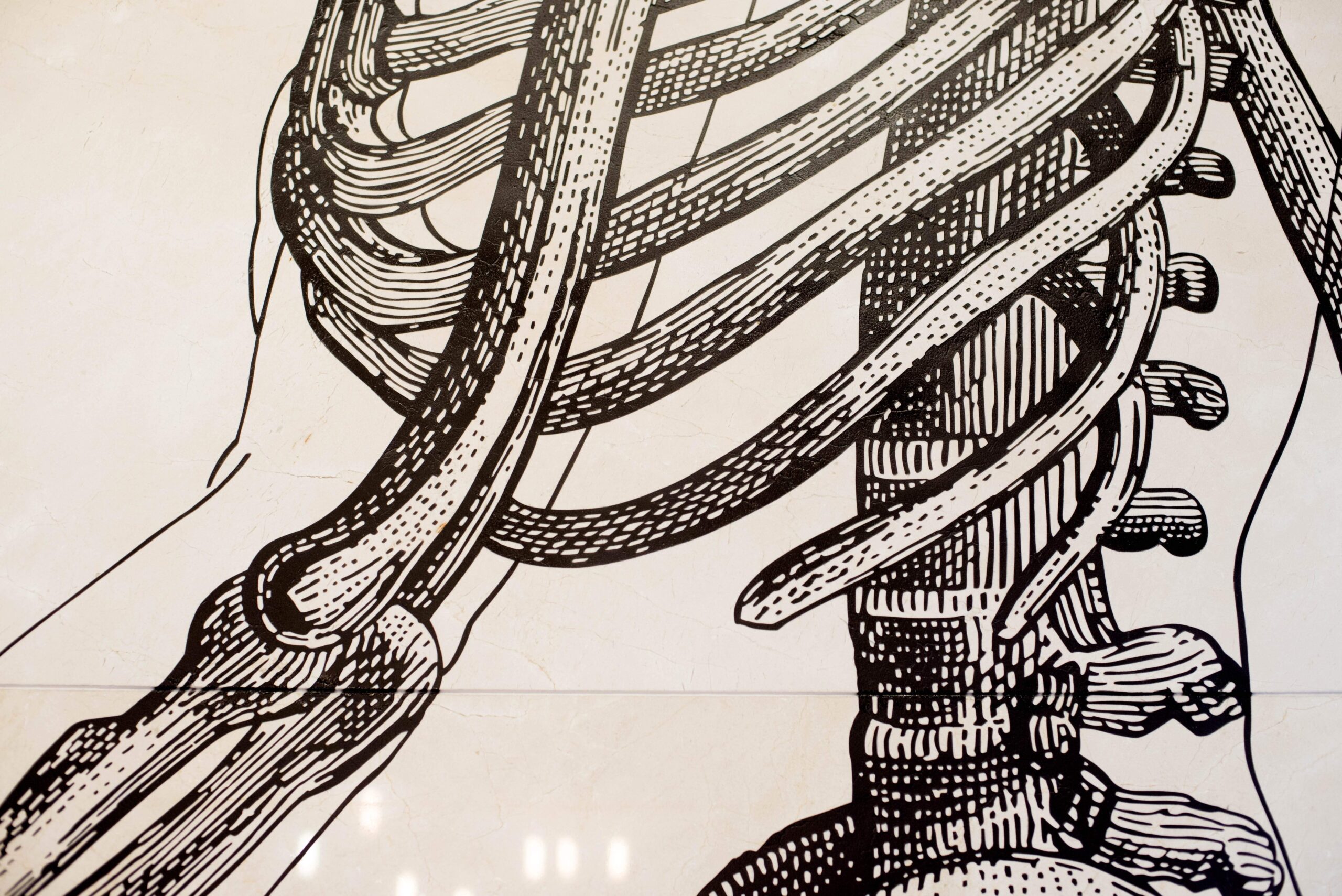 Painted rendering of skeletal ribcage and spine